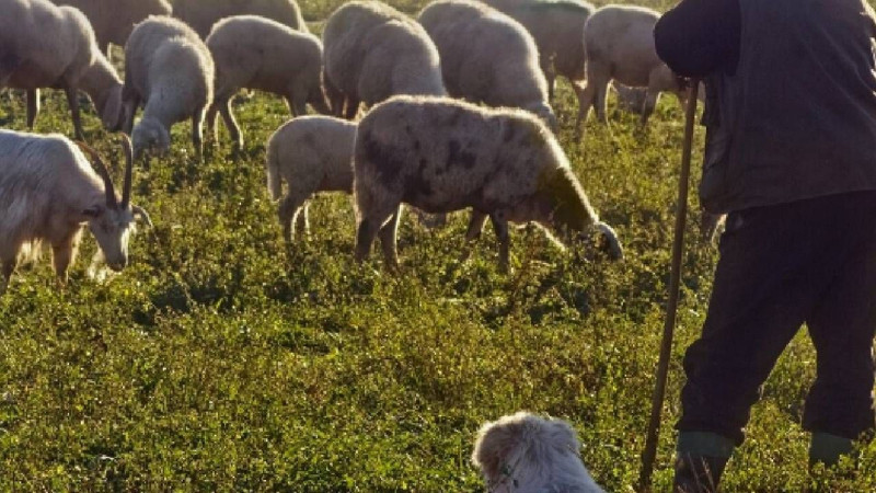 Yozgat'ta 200'lerce koyununu otlatan çoban gölgesi için oturduğu 1 ağacın üstünde fark ettiği detayla resmen hayrete düştü - Resim: 1