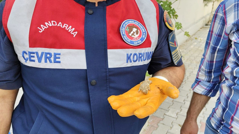 Yozgat'ta çocukların elindeki hayvanı gören vatandaş yanlarına yaklaştı. 1 hayvanı görünce acilen ellerinden alıp jandarmayı aradı - Resim: 1