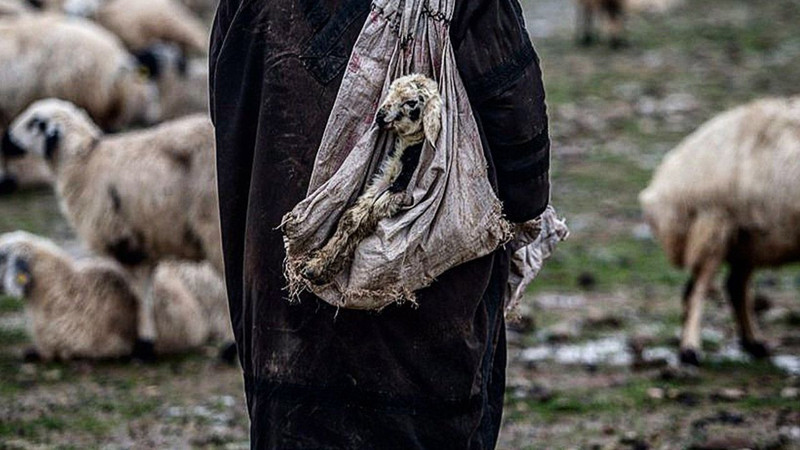 Ankara'da 175'lerce koyununu otlatan çoban bir anda çalılıkların arasında kıpırtı fark etti. Elleriyle çalılıkları yarınca karşısında bir anda 1 tanesini gördü - Resim: 2