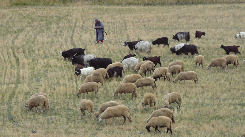 Tunceli'de 200'den fazla koyununu otlatan çobanın karşısına doğada bir anda çıktılar. Çoban tam 1 adım attıktan sonra resmen korkunç olay oldu - Resim: 1