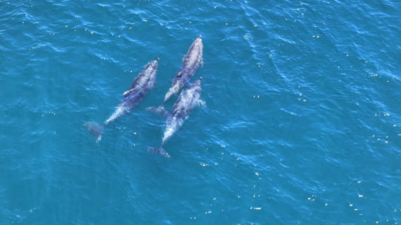 Marmara'da sayıları her geçen gün artmaya başladı. Sürü halinde birlikte ortaya çıktılar - Resim: 6
