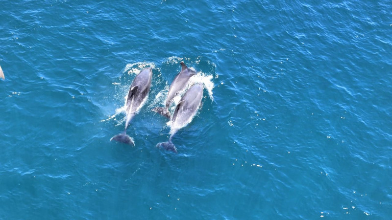 Marmara'da sayıları her geçen gün artmaya başladı. Sürü halinde birlikte ortaya çıktılar - Resim: 5