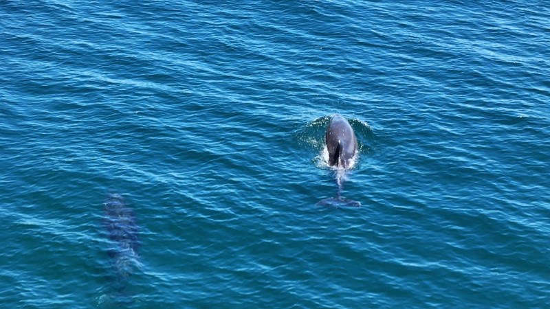Marmara'da sayıları her geçen gün artmaya başladı. Sürü halinde birlikte ortaya çıktılar - Resim: 4