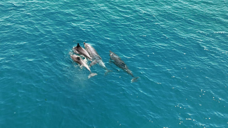 Marmara'da sayıları her geçen gün artmaya başladı. Sürü halinde birlikte ortaya çıktılar - Resim: 1