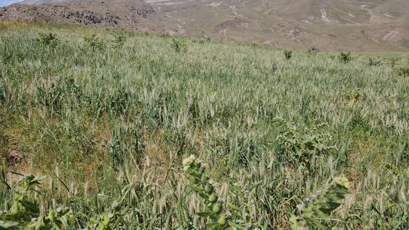 Bitlis'te Süphan Dağı'nın eteklerinde ekili olan buğday başakları soğuktan perişan oldu - Resim: 3