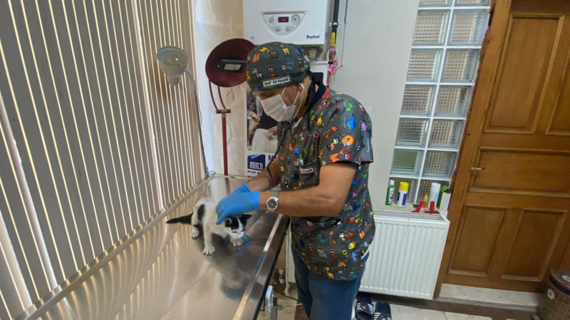 Araçtan düşen hayvan son anda kurtarıldı: Veterinerden sürücülere önemli uyarı - Resim: 2
