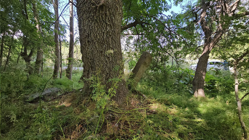 Bitlis Tatvan’daki Tokaçlı köyünde tarihi mezarlar ağaçlar arasında yok olma tehlikesiyle karşı karşıya - Resim: 5
