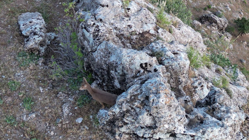Şırnak’ta bir çoban hayvanlarını otlatırken sürüde onları fark etti. Bir değil İki tanelerdi - Resim: 3