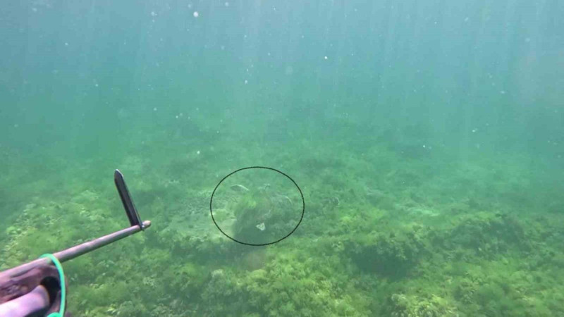 İstanbul açıklarında suya daldı, göz göze geldi! Marmara’da canlı şekilde ilk kez kaydedildi - Resim: 2