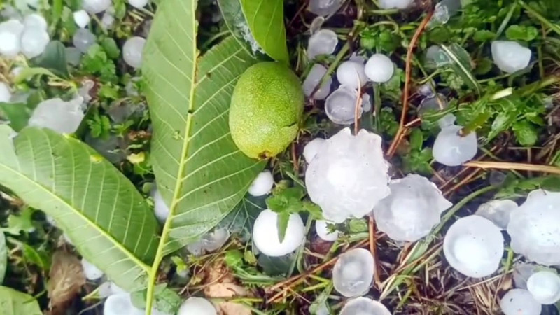 Erdemli’nin yüksek kesimlerinde şiddetli dolu yağışı tarım alanlarını vurdu - Resim: 4