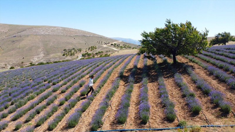 Malatya’da genç çiftçi lavanta üretimiyle kırsal kalkınmaya katkı sağlıyor - Resim: 1