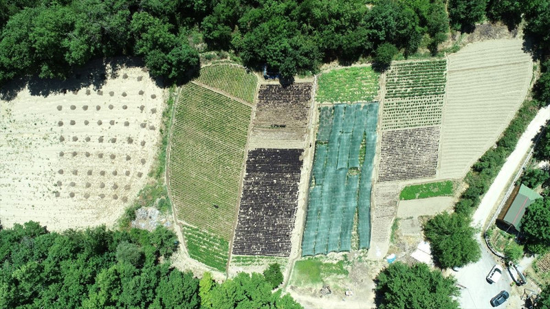 Malatya Arapgir’de coğrafi tescilli mor reyhan 100 tona yakın rekolteyle ilçe ekonomisine katkı sağlıyor - Resim: 2
