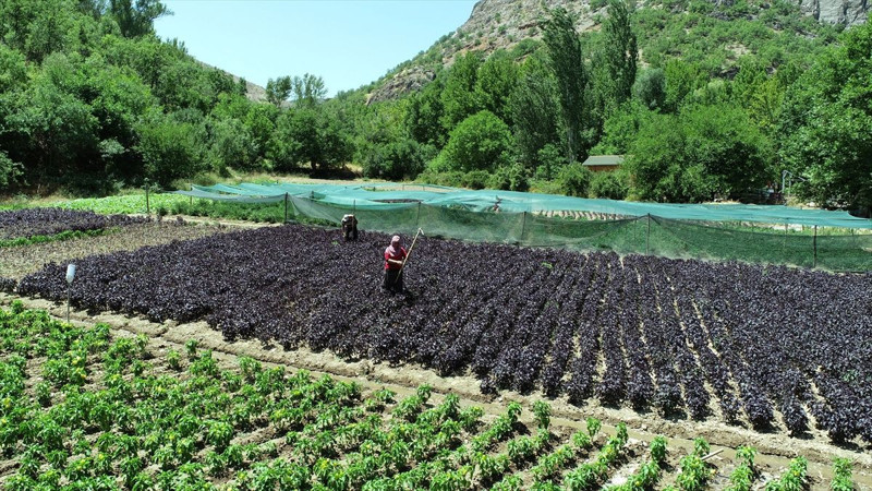 Malatya Arapgir’de coğrafi tescilli mor reyhan 100 tona yakın rekolteyle ilçe ekonomisine katkı sağlıyor - Resim: 3