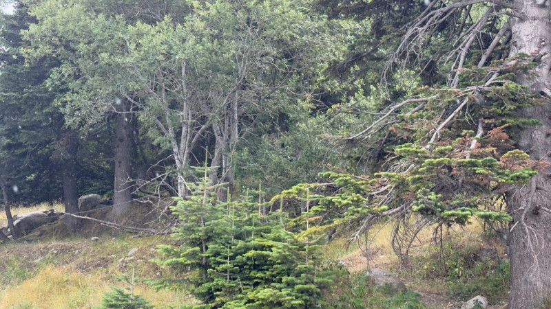 Kavurucu sıcakların etkili olduğu Uludağ’da aniden bastıran yağmur doğayı serinletti - Resim: 4
