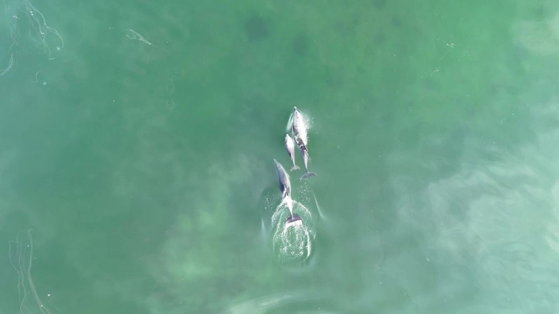 Masmavi sularda üç neşeli misafirin dalgalarla yaptıkları dans görenleri mest etti - Resim: 2