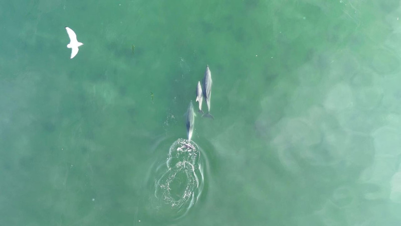 Masmavi sularda üç neşeli misafirin dalgalarla yaptıkları dans görenleri mest etti - Resim: 4