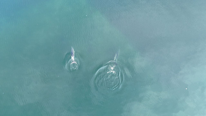 Masmavi sularda üç neşeli misafirin dalgalarla yaptıkları dans görenleri mest etti - Resim: 1