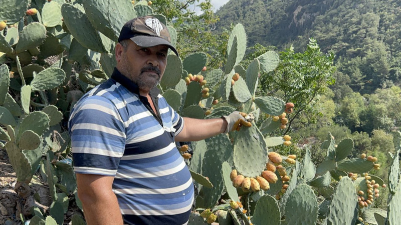 Hatay’da uçurum kenarlarında yetişen dikenli incir, zahmetine rağmen lezzetiyle vazgeçilmez oldu - Resim: 5