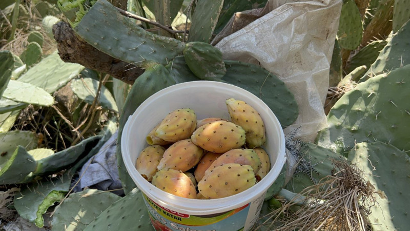 Hatay’da uçurum kenarlarında yetişen dikenli incir, zahmetine rağmen lezzetiyle vazgeçilmez oldu - Resim: 2