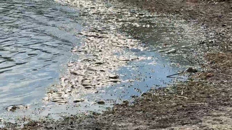 Tekirdağ Muratlı’daki Kırkkepenekli Göleti’nde su seviyesi düştü, çok sayıda balık öldü - Resim: 3