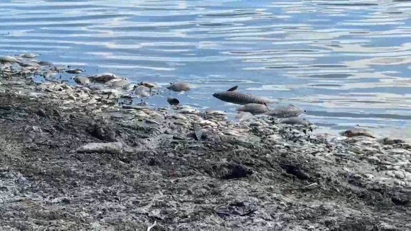 Tekirdağ Muratlı’daki Kırkkepenekli Göleti’nde su seviyesi düştü, çok sayıda balık öldü - Resim: 1
