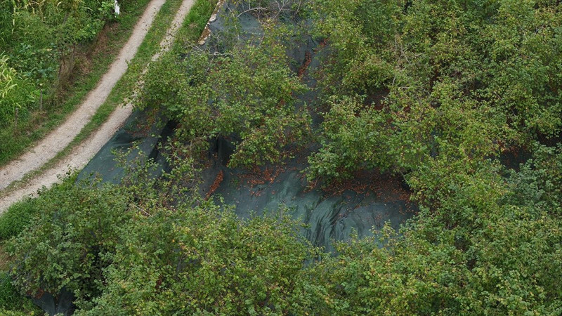 Trabzon’da üreticiler file örtü sistemiyle işçilik maliyetini düşürdü, fındıkta verim katlandı - Resim: 9