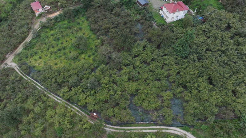 Trabzon’da üreticiler file örtü sistemiyle işçilik maliyetini düşürdü, fındıkta verim katlandı - Resim: 8