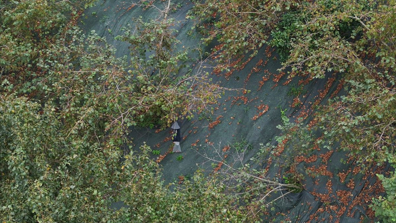 Trabzon’da üreticiler file örtü sistemiyle işçilik maliyetini düşürdü, fındıkta verim katlandı - Resim: 7