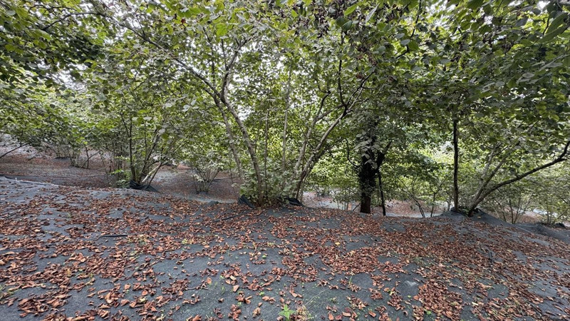 Trabzon’da üreticiler file örtü sistemiyle işçilik maliyetini düşürdü, fındıkta verim katlandı - Resim: 6