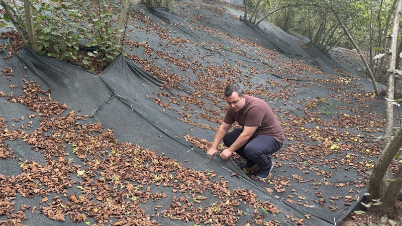 Trabzon’da üreticiler file örtü sistemiyle işçilik maliyetini düşürdü, fındıkta verim katlandı - Resim: 5