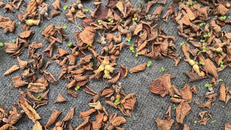 Trabzon’da üreticiler file örtü sistemiyle işçilik maliyetini düşürdü, fındıkta verim katlandı - Resim: 4