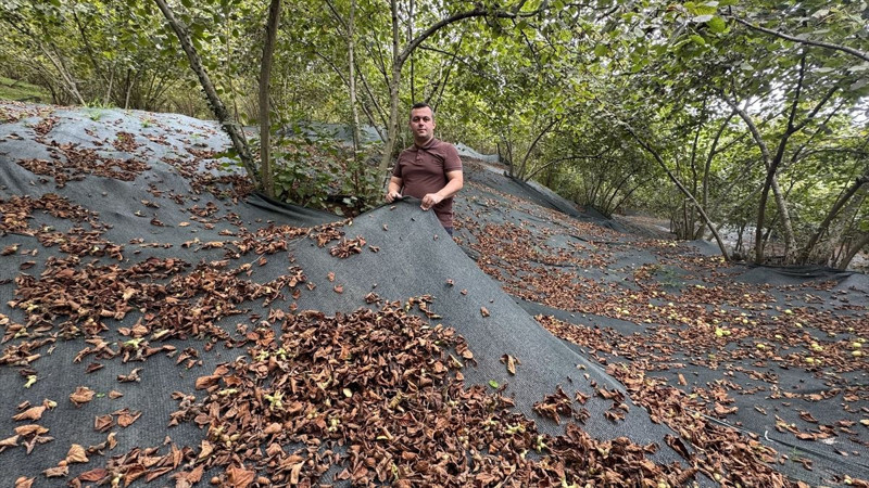 Trabzon’da üreticiler file örtü sistemiyle işçilik maliyetini düşürdü, fındıkta verim katlandı - Resim: 2