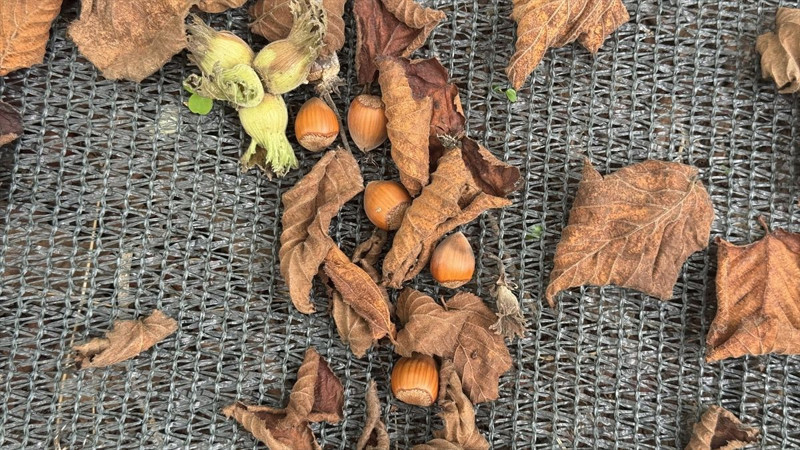 Trabzon’da üreticiler file örtü sistemiyle işçilik maliyetini düşürdü, fındıkta verim katlandı - Resim: 1