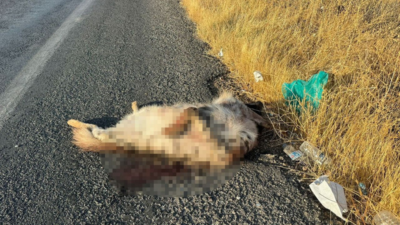 Şanlıurfa’da uzaktan görenler yaklaşınca tanıdı. Nadir canlı, bir aracın çarpması sonucunda telef oldu! - Resim: 3