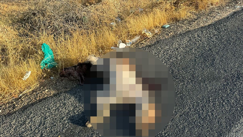 Şanlıurfa’da uzaktan görenler yaklaşınca tanıdı. Nadir canlı, bir aracın çarpması sonucunda telef oldu! - Resim: 2