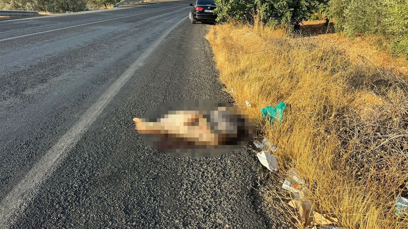 Şanlıurfa’da uzaktan görenler yaklaşınca tanıdı. Nadir canlı, bir aracın çarpması sonucunda telef oldu! - Resim: 1