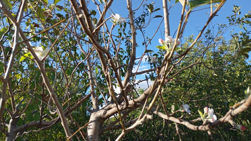 Elazığ’da sonbaharda görülmemiş olay! Çiftçiler şaşkınlığını gizleyemedi - Resim: 3