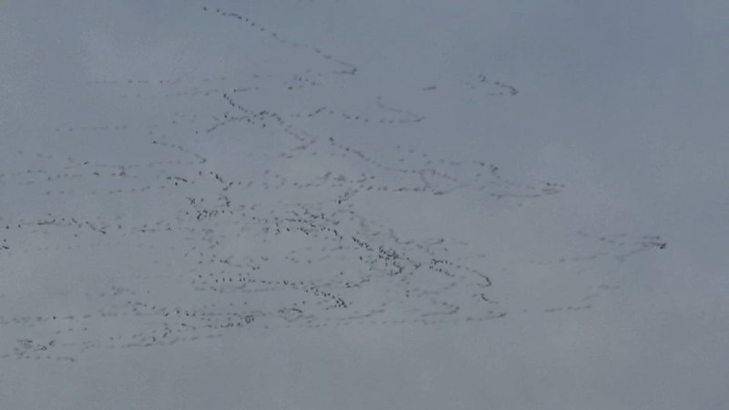 Tekirdağ’da yüzlerce leyleğin toplu uçuşu gökyüzünü kanatlarla kapladı! Vatandaşlar gözlerini gökyüzünden alamadı - Resim: 2