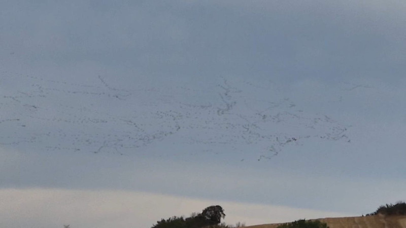 Tekirdağ’da yüzlerce leyleğin toplu uçuşu gökyüzünü kanatlarla kapladı! Vatandaşlar gözlerini gökyüzünden alamadı - Resim: 1