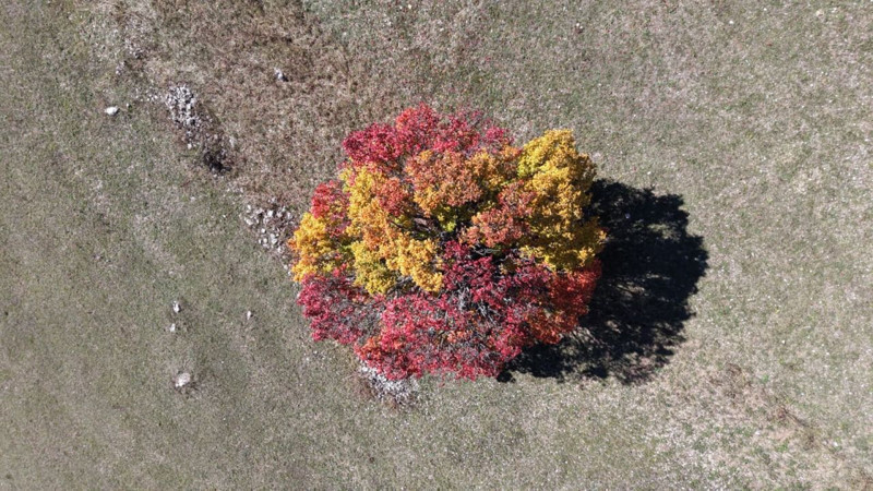 Karadeniz bölgesinde sonbahar ilk bu köye geliyor! Oluşan renk cümbüşü hayran bırakıyor - Resim: 5