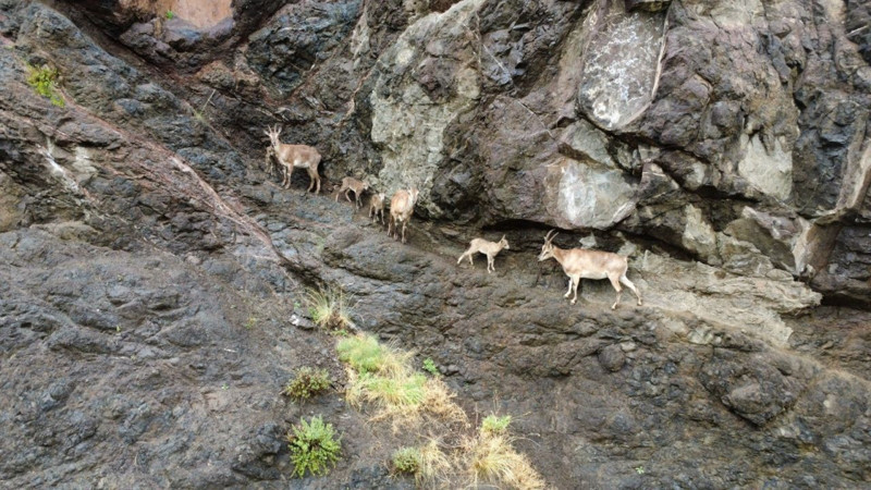 Erzurum’da onlarcasını bir arada gördü! Tüm sürüyü saniye saniye kaydetti - Resim: 6