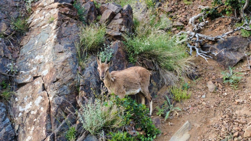 Erzurum’da onlarcasını bir arada gördü! Tüm sürüyü saniye saniye kaydetti - Resim: 1