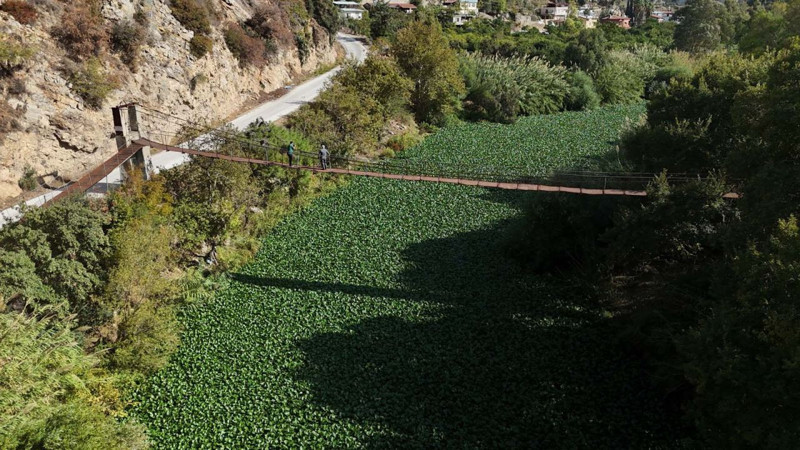 Hatay’da Asi Nehri'ni istila etti! yeşil manzara görenleri şaşkına çevirdi - Resim: 1