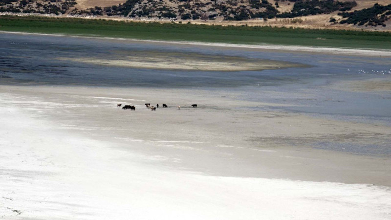 Türkiye’nin dördüncü büyük gölünden endişelendiren manzara! Göl ikiye bölündü, artık hayvanlar otlamaya başladı - Resim: 8