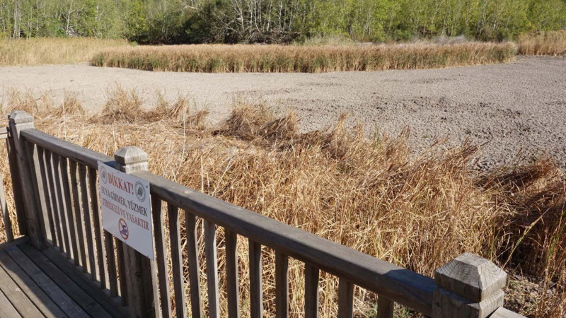 Türkiye’nin dördüncü büyük gölünden endişelendiren manzara! Göl ikiye bölündü, artık hayvanlar otlamaya başladı - Resim: 2