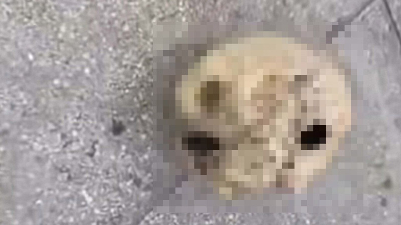 Balık tutmak isterken kabusu yaşadı! Oltasına insan kafatası takıldı - Resim: 3