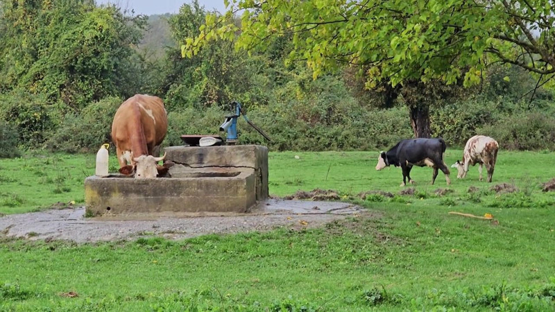 Zonguldak'ta sır perdesi! Su kuyusundan kadın cesedi çıktı - Resim: 2