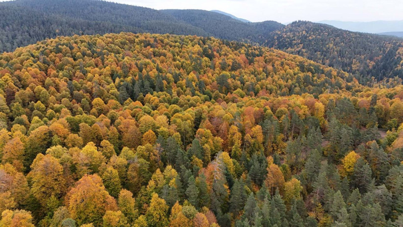 Karabük’te ormanlar sarı ve kızıl tonlara büründü! Kıvrılan yollarla birlikte ortaya büyüleyici manzaralar çıktı - Resim: 2