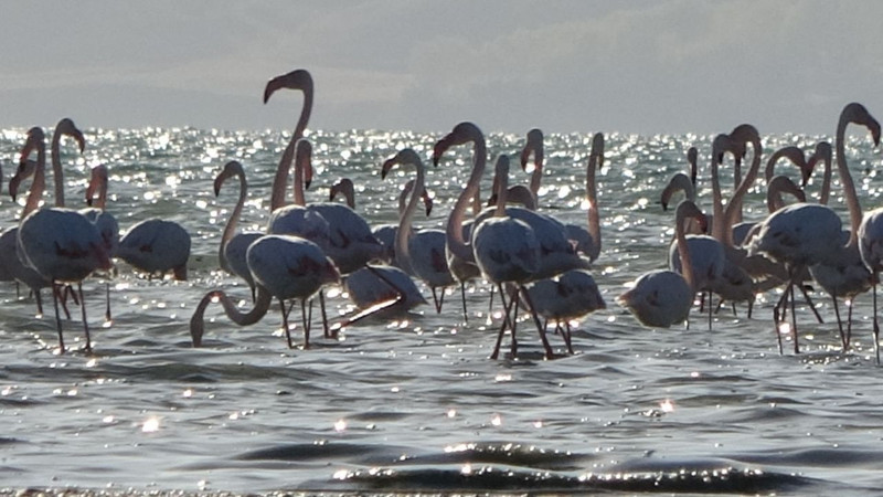 İran’daki göl kuruyunca yönlerini değiştirdiler! Van Gölü havzası onlarla doldu taştı - Resim: 6