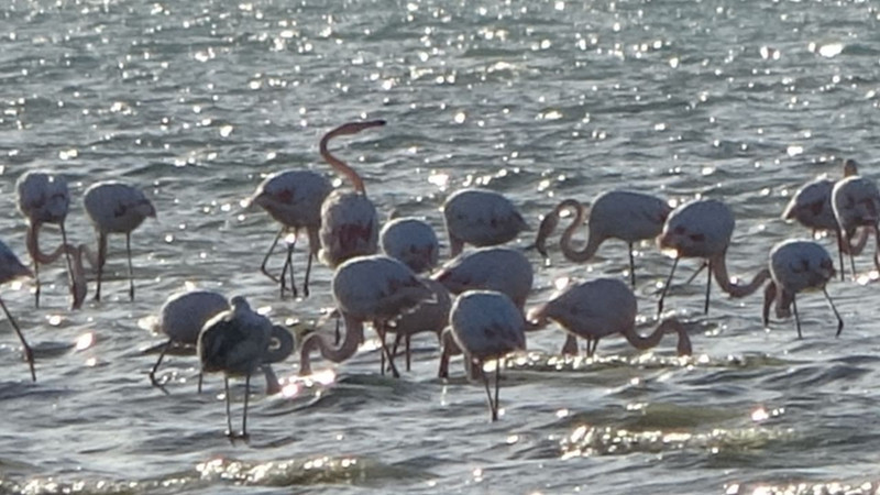 İran’daki göl kuruyunca yönlerini değiştirdiler! Van Gölü havzası onlarla doldu taştı - Resim: 3